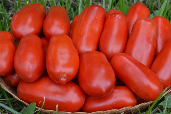 Pomodori San Marzano