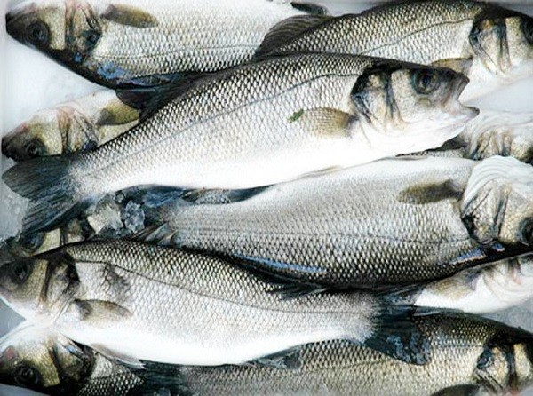 La spigola o branzino