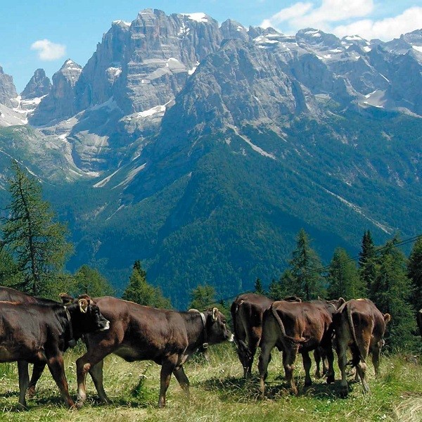 Pascolo ai piedi delle Dolomiti di Brenta