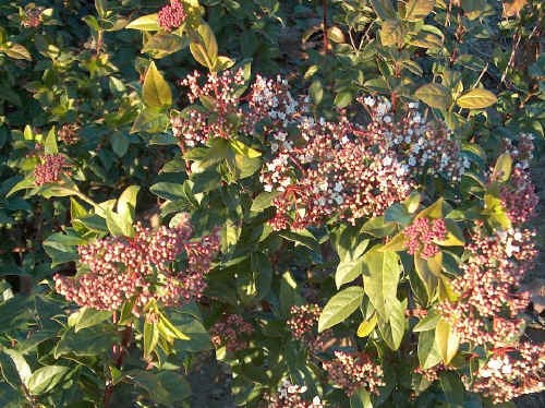 Fiori di Viburno o Lentaggine