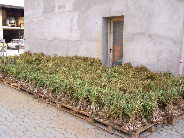 Essiccazione naturale dell'Aglio di Caraglio