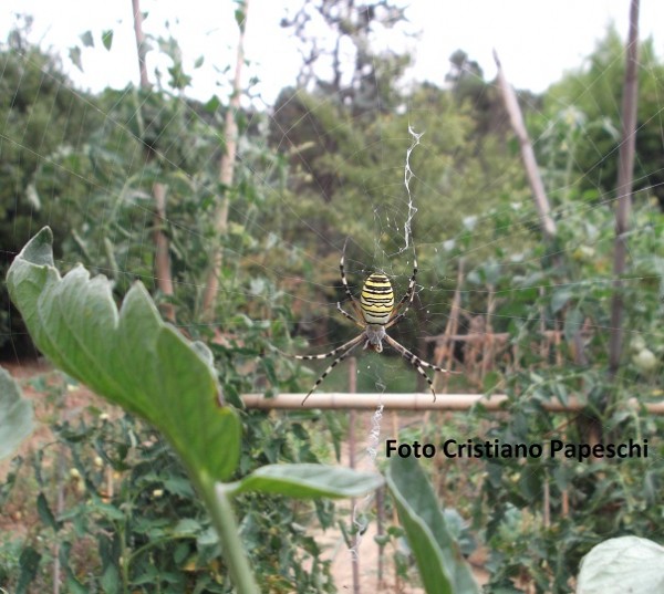 Esemplare femmina di Argiope bruennichi