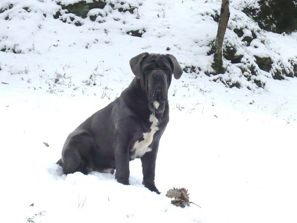 Mastino Napoletano