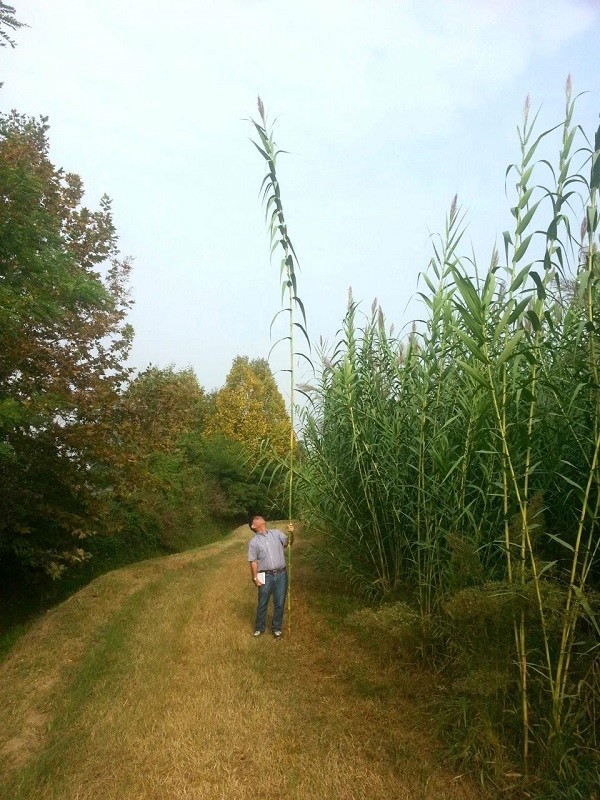 Un esempio dell'eccezionale sviluppo vegetativo raggiungibile da Arundo donax