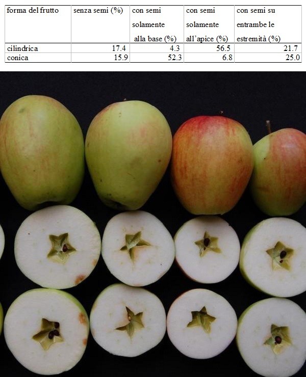 Frutti di forma cilindrica interi e in sezione trasversale