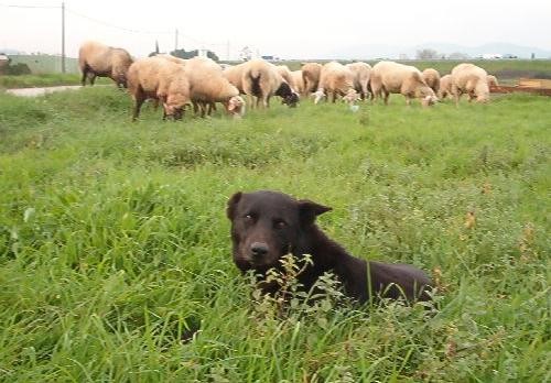 Discendente cane da tocca