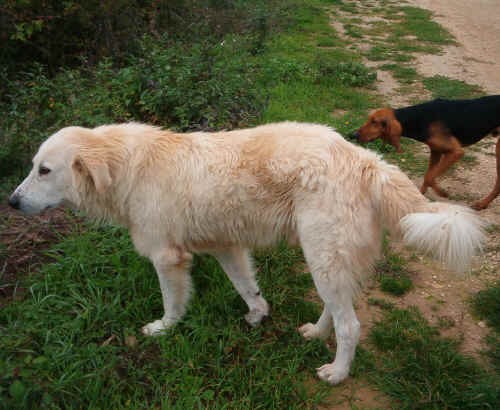 Mastino di 14 mesi