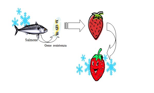 Organismi Geneticamente Modificati OGM