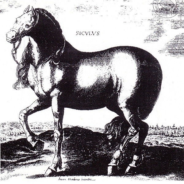 Riproduzione storica del cavallo Siciliano Indigeno