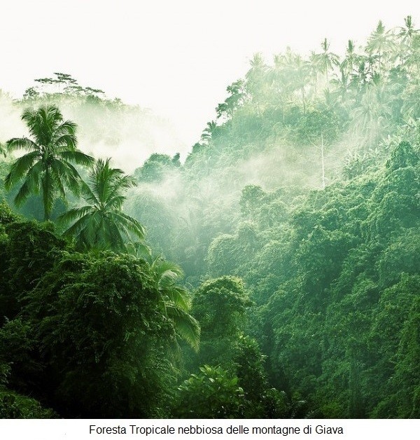 Foresta tropicale nebbiosa