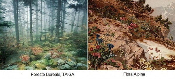 Foresta boreale e Flora alpina