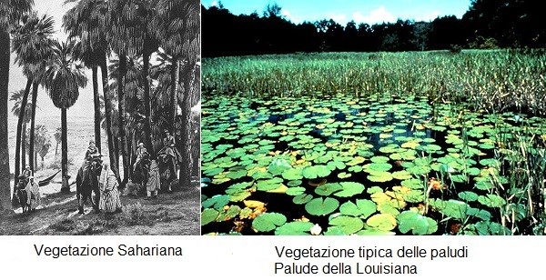 Differenti tipologie di vegetazione