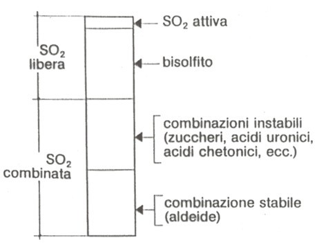 Diverse forme di solforosa presente nel vino