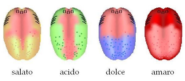 Diverse zone di percezione dei sapori fondamentali sulla lingua