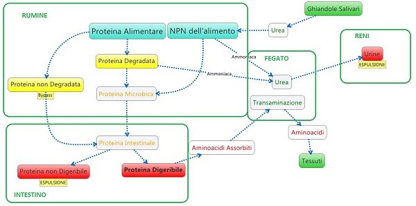 Processo digestivo di un ruminante