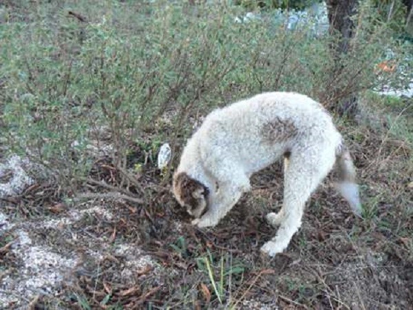 Ricerca del tartufo con il cane addestrato