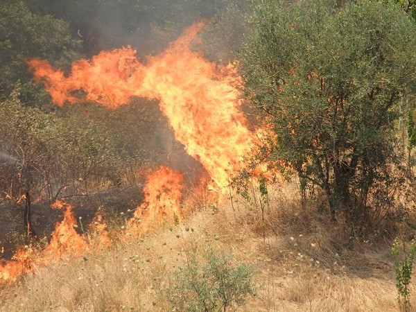 Incendio in bosco