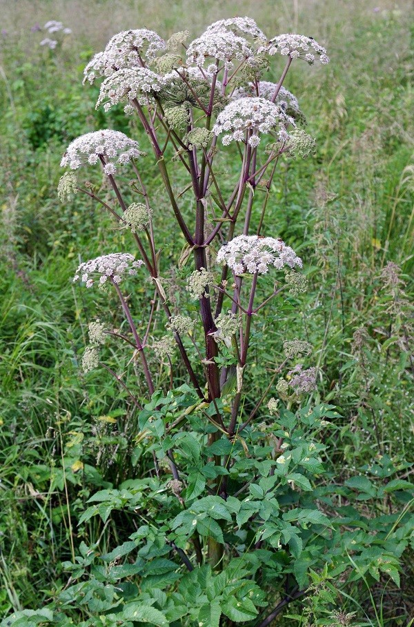 Angelica sylvestris