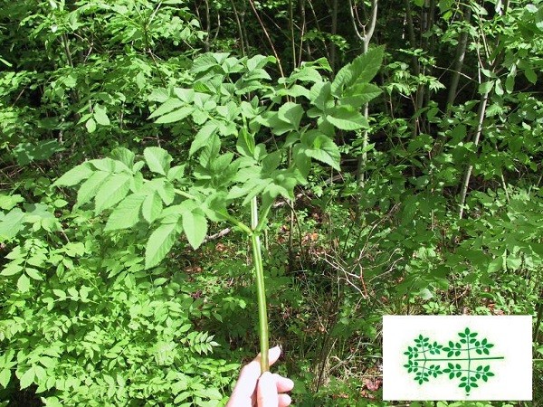 Angelica sylvestris