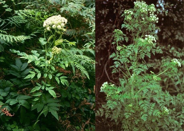 Angelica sylvestris, Conium maculatum