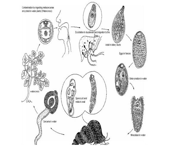 Fasciola epatica