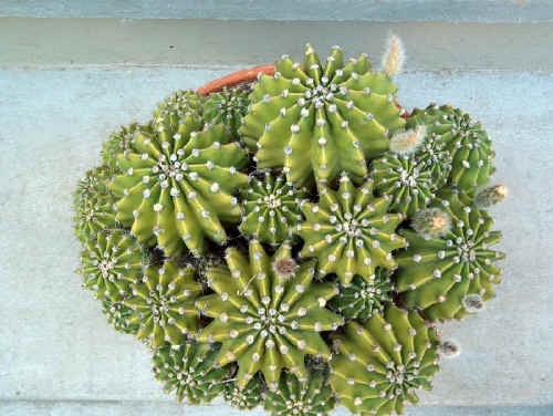 Echinopsis eyriesii