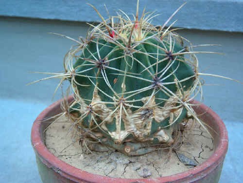 Ferocactus eymorii