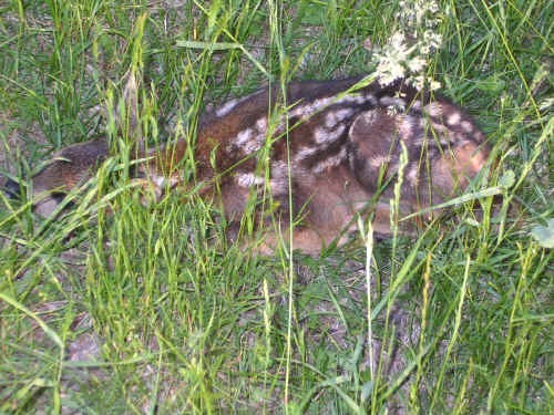 Cucciolo di capriolo