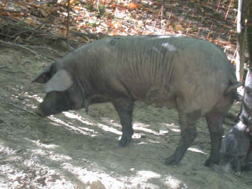 Scrofa nero di Parma