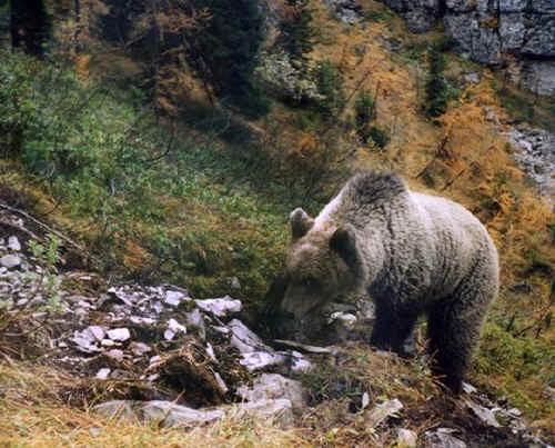 Orso Bruno nel Parco Adamello Brenta