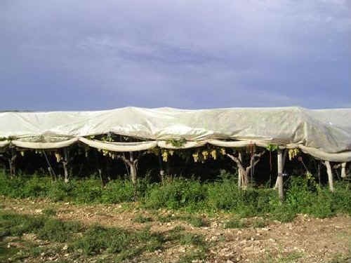 Alberobello: vigneto irriguo