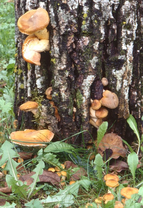 Armillaria gallica