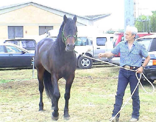 Delfino, stallone del Catria (proprieta' Gianni Marcelli)