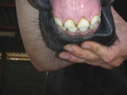 Dentatura di cavalla di due anni