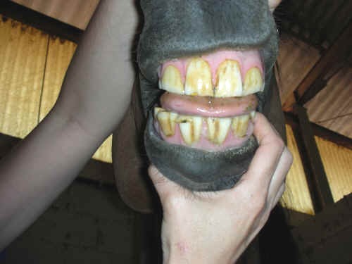 Dentatura di cavallo maschio di 7 anni