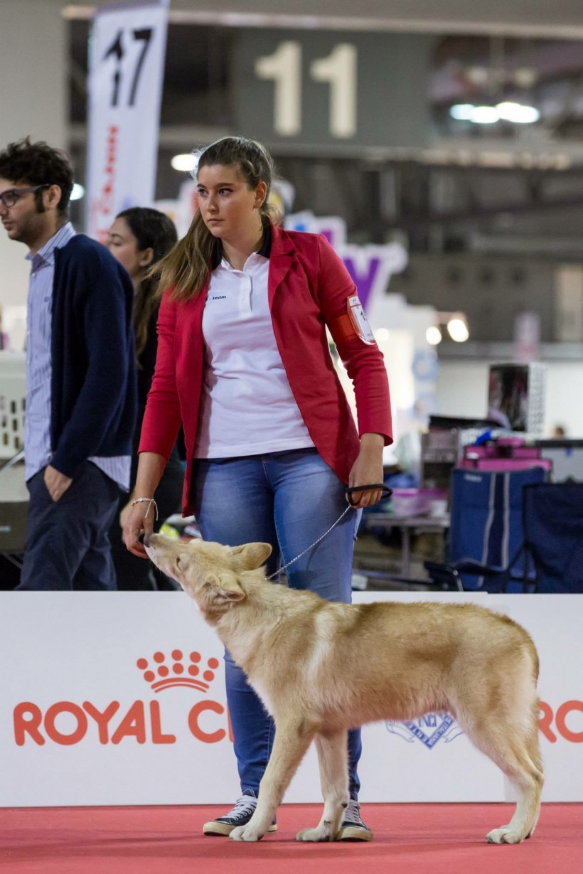 Mostra canina con cucciolo di Saarloos