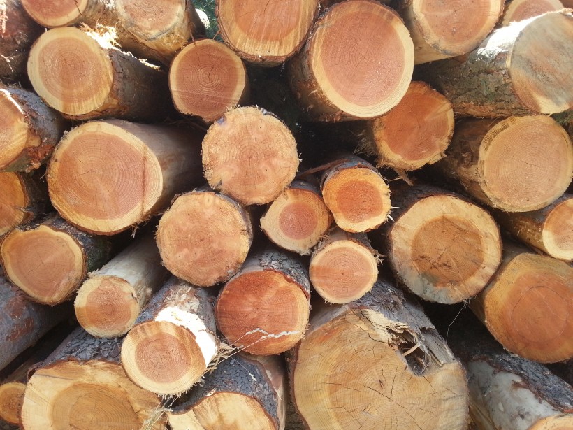 legno douglasia tronchi catasta