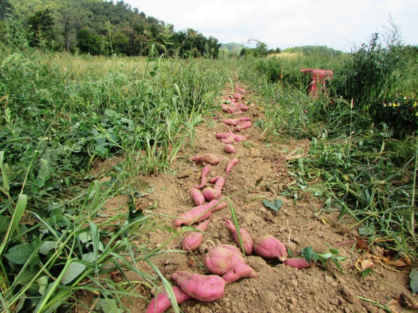 batata piemonte coltivazione