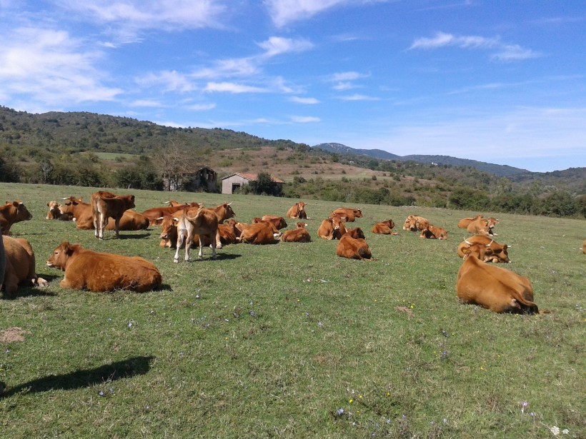 bovini pascolo montagna zootecnia