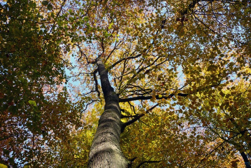 alberi inquinamento