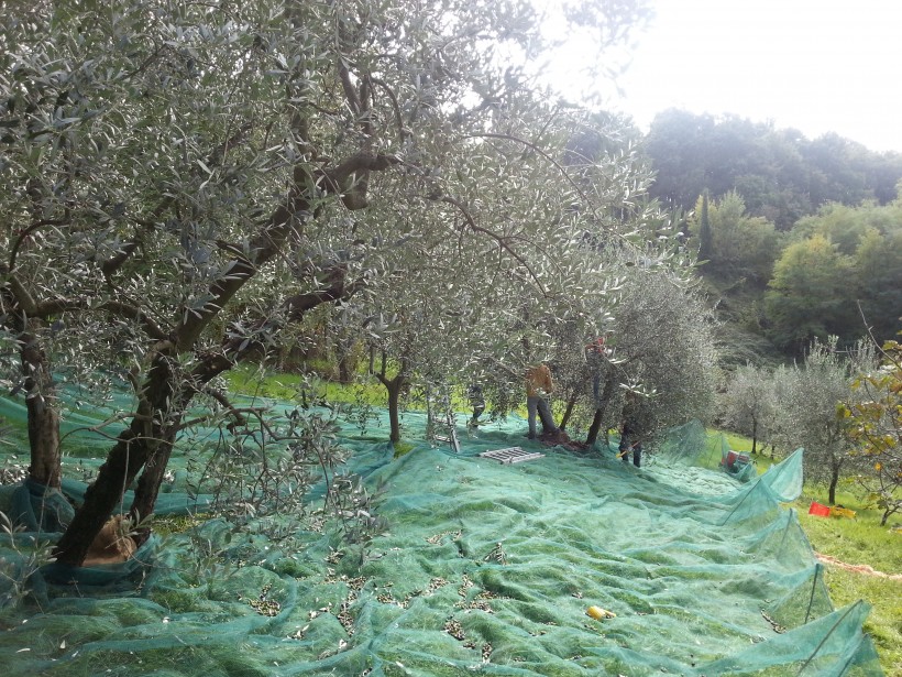 caporalato lavori agricoltura