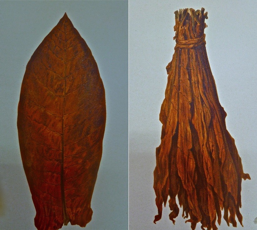 tabacco Spagnuolo di Comiso foglie