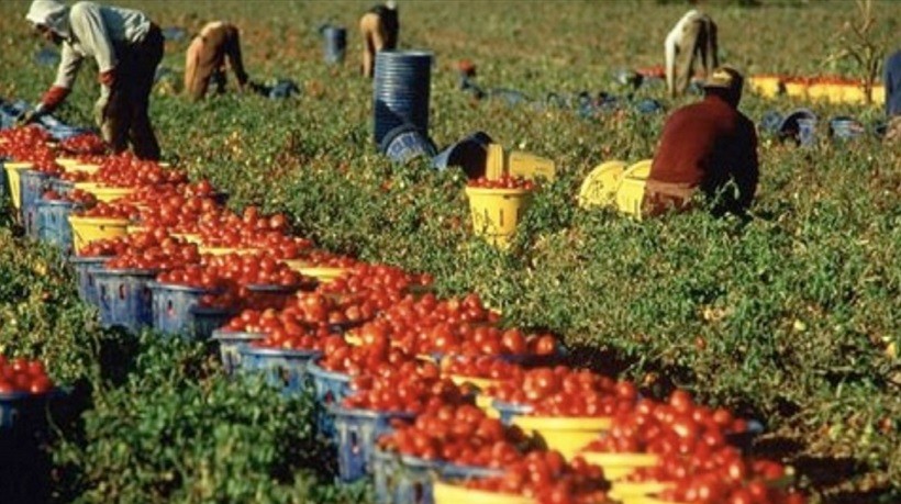 caporalato lavoro nero agricoltura