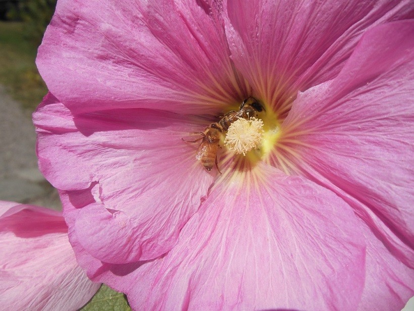 fiore api apicoltura