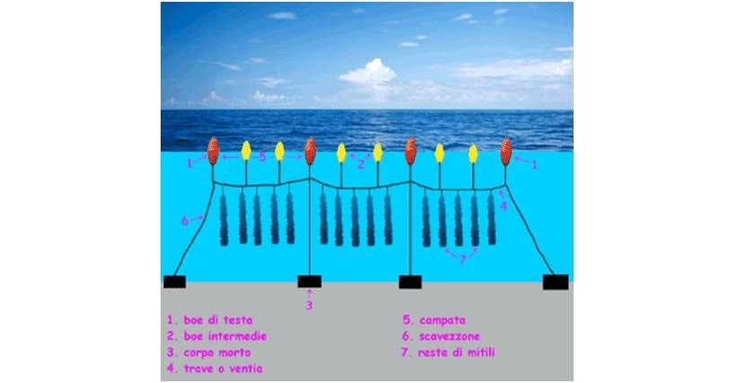 schema allevamento cozze