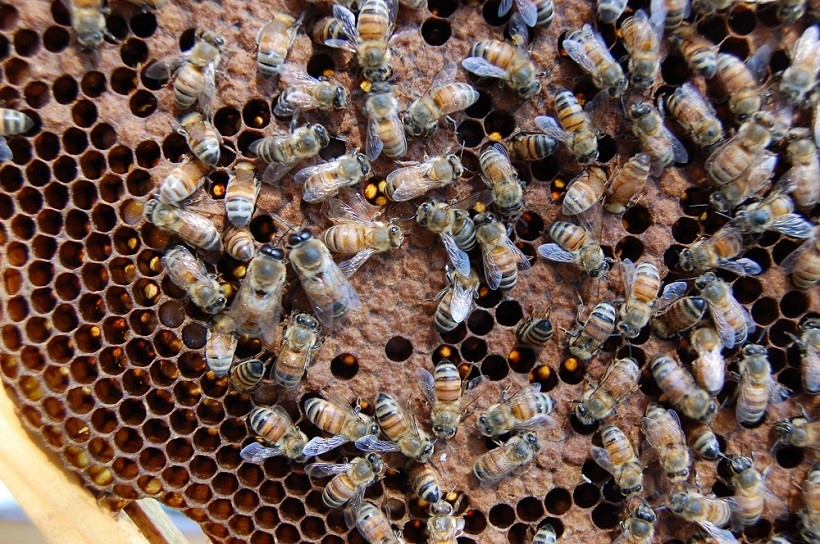 api alveare apicoltura eretica