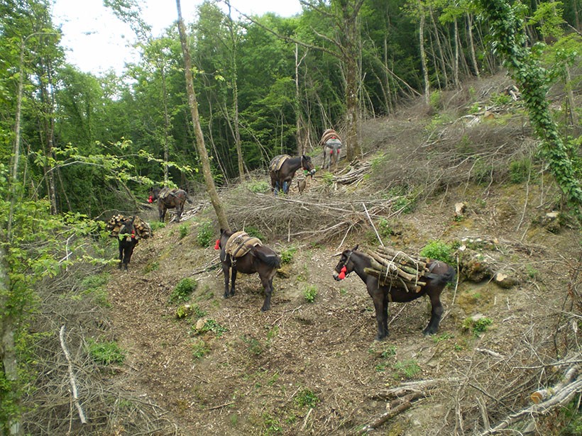 mulo muli soma esbosco legna da ardere bosco ceduo