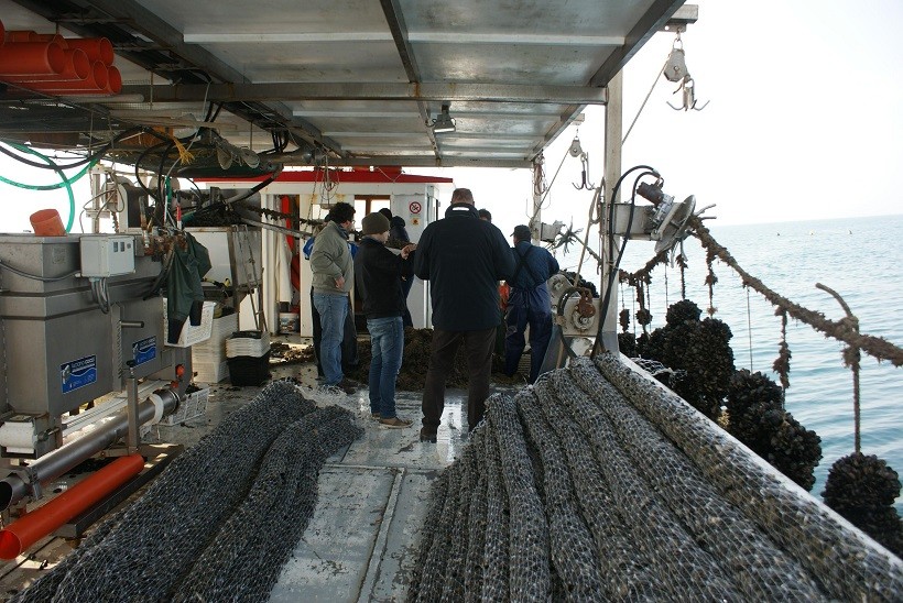 barca cozze militi allevamento