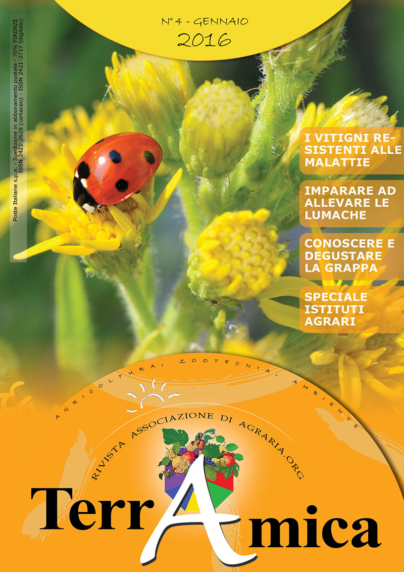 Copertina Rivista TerrAmica nr 4