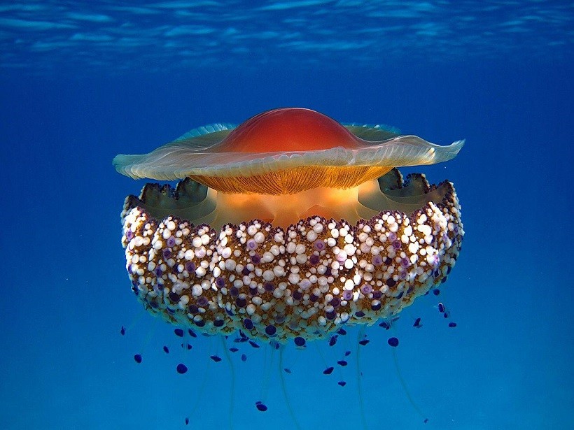 medusa cibo 